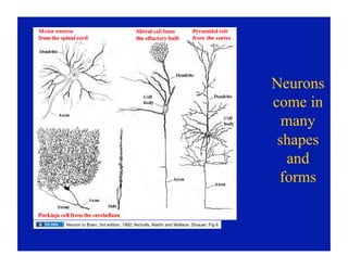 03.09.09(c): Histology of the Central Nervous System | PDF
