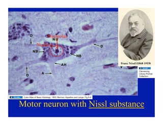 03.09.09(c): Histology of the Central Nervous System | PDF