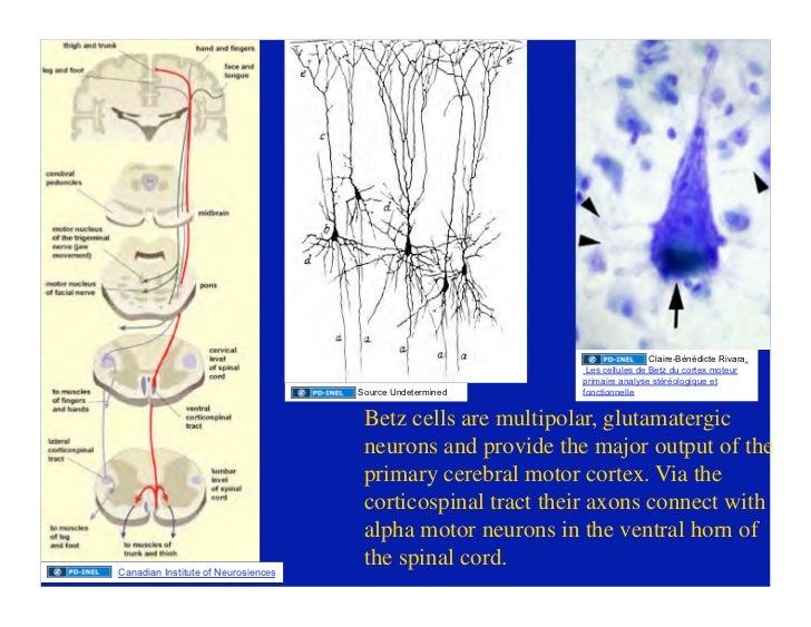03.09.09(c): Histology of the Central Nervous System