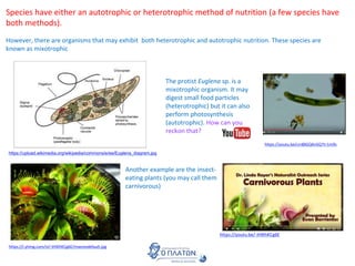 Mixotrophic Examples 4.1 Species, communities and ecosystems | PPTX