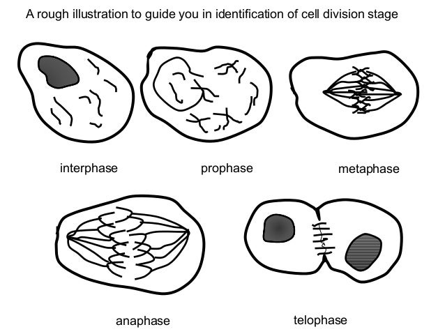 observing mitosis in the cells of garlic biology essay Prepare temporary slides of cells found in garlic root tip meristem tissue cell division by mitosis is restricted to specific tissues quality of root tip squash leading to difficulty in observing chromosomes in cells. observing mitosis in the cells of garlic biology essay Prepare temporary slides of cells found in garlic root tip meristem tissue cell division by mitosis is restricted to specific tissues quality of root tip squash leading to difficulty in observing chromosomes in cells.