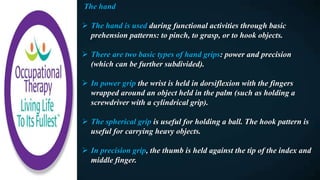 The hand
 The hand is used during functional activities through basic
prehension patterns: to pinch, to grasp, or to hook objects.
 There are two basic types of hand grips: power and precision
(which can be further subdivided).
 In power grip the wrist is held in dorsiflexion with the fingers
wrapped around an object held in the palm (such as holding a
screwdriver with a cylindrical grip).
 The spherical grip is useful for holding a ball. The hook pattern is
useful for carrying heavy objects.
 In precision grip, the thumb is held against the tip of the index and
middle finger.
 