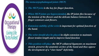 The metacarpophalangeal joints (MCP)
 The MCP joint is the key for finger function.
 When MCP joints are hyperextended, the IP joints flex because of
the tension of the flexors and the delicate balance between the
finger extensors and flexors.
 Extension stability of the wrist is important for optimal function of
the hand.
 The wrist should also be placed in slight extension to maintain
flexor tendon length and to improve hand function
 This position will place the MCP collateral ligaments on maximum
stretch, preserve the anatomic arches of the hand and thus oppose
the development of a “claw hand” deformity.
 