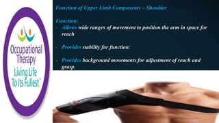 Function of Upper Limb Components – Shoulder
Function:
- Allows wide ranges of movement to position the arm in space for
reach
- Provides stability for function;
- Provides background movements for adjustment of reach and
grasp.
 