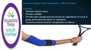 Function of Upper Limb Components – Elbow/Forearm
Function:
- Positions hand in space
- Provides stability
- Provides finer background movements for adjustments of reach &
grasp, particularly pronation & supination.
- Forearm positions hand for manipulation of objects.
 