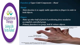 Function of Upper Limb Components – Hand
Thumb
- Main function is to supply stable opposition to fingers in order to
hold objects.
Fingers
- Make up other half of pinch & positioning force needed to
accomplish controlled grasp.
- Primary function is to grasp, hold & release objects.
 