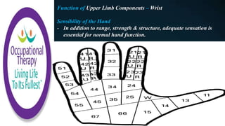 Function of Upper Limb Components – Wrist
Sensibility of the Hand
- In addition to range, strength & structure, adequate sensation is
essential for normal hand function.
 