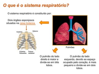 Dois órgãos esponjosos
situados na caixa torácica.
O pulmão do lado
direito é maior e
divide-se em três
lobos.
O pulmão do lado
esquerdo, devido ao espaço
ocupado pelo coração, é mais
pequeno e divide-se em dois
lobos.
O que é o sistema respiratório?
O sistema respiratório é constituído por:
Pulmões
 