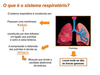 constituída por dois folhetos:
um ligado aos pulmões
e outro à caixa torácica.
Possuem uma membrana:
a pleura
A compressão e distensão
dos pulmões é devida ao
diafragma.
Músculo que divide a
cavidade abdominal
da torácica.
Local onde se dão
as trocas gasosas.
O que é o sistema respiratório?
O sistema respiratório é constituído por:
Pulmões
 