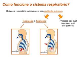Como funciona o sistema respiratório?
O sistema respiratório é responsável pela ventilação pulmonar.
Processo pelo qual
o ar entra e sai
dos pulmões.
Inspiração Expiração+
 