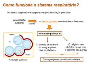 O dióxido de carbono
do sangue passa
para os alvéolos.
A ventilação
pulmonar
Hematose pulmonar
as trocas gasosas nos alvéolos pulmonares.
permite
O sangue passa de venoso a arterial.
O oxigénio dos
alvéolos passa para
a corrente sanguínea.
Como funciona o sistema respiratório?
O sistema respiratório é responsável pela ventilação pulmonar.
Hematose pulmonar
 
