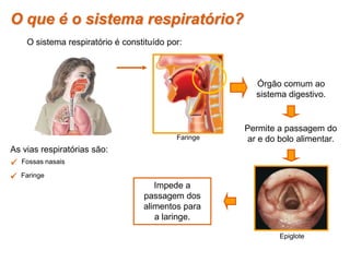  Fossas nasais
 Faringe
As vias respiratórias são:
Órgão comum ao
sistema digestivo.
Impede a
passagem dos
alimentos para
a laringe.
Permite a passagem do
ar e do bolo alimentar.
O que é o sistema respiratório?
O sistema respiratório é constituído por:
Epiglote
Faringe
 