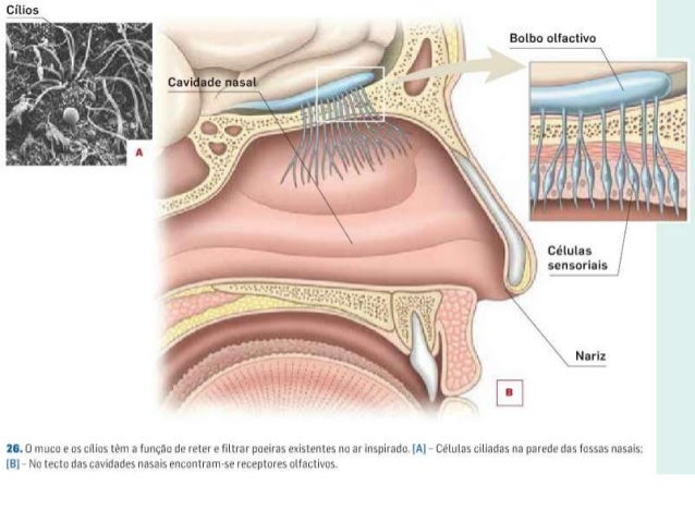 Bildergebnis für o sistema respiratório fossas nasais