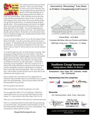 The weather just doesn’t get any better
                          than this. I know you were itching            Interested in “Downsizing” Your Home
                          to work in your yard in February and         to Walden’s Championship Golf Course?
                          start pruning back your plants but you
                          always run the risk of having one of
                          those unexpected freezes which can
really zap a pruned plant. Well, I feel that we are in the clear
so get out those pruning shears and go to town. If you have
native plants in your yard, chances are you are already seeing
new growth from the bottom. Go ahead and prune all dead
spindly stalks. All ornamental grasses also need to be clipped
back and you need to pull some of the dead leaves out of the
plant, especially in the middle. You can start planting your
spring flowers and native plants at this time. The azaleas have
already started to bloom. Remember to trim them back when
they are finished and apply your camellia/azalea fertilizer that I
recommended last month.
                                                                                   Custom Home – to be Built
Is your yard full of dollar clover? If it is, the best thing is Weed
Beater by Bonide. I use the concentrate and just mix it up in          Customize this Home with your Features and Finishes
my sprayer. It will kill basically any weed in your yard but won’t       2,090 Sqft. Living Area – 3 Bedrooms – 2 ½ Baths
hurt the grass. Jim’s Hardware should have it but I also have
about 3 cases so email or call me and you can come by and pick                               TRICOR
some up.                                                                                 936.448.2733
                                                                                       www.tricorhomes.com
As I walk through my yard I see what the deer are eating. They
are going for things that they never have before. They have
decided that they like variegated ginger, duranta, shrimp plant,
golden shower thryallis, lemon and lime trees and various
things that I have in pots. If you think for one minute that
your hibiscus and roses are safe, think again. I found them
munching on my lorapetalum. This was a surprise to me. I
used to have Indian Hawthorne lining one of my flower beds
and they managed to eat them to the ground so I replaced
them 3 years ago with the loropetalum. They were safe until
now. Goes to show you that we have way too many deer in the
subdivision and no plant is safe.

If you cut back your roses when you were supposed to on
Valentine’s day, remember that you can feed them once a month
from now until September. They are heavy feeders and will
bloom profusely if you do this.

Now for question and answers:

What kind of fertilizer should I be putting on my yard?

You can apply Nitro Phos 15-5-10 in February / March for
a quick green up or you can wait until April and use a slow
release 3-1-2 ratio which is Nitro Phos Super Turf 19-4-10.

What can I use in the flower beds to prevent weeds from growing?

Preen is a wonderful product to stop weeds from germinating
in your flower beds. Just sprinkle around the plants on top of
the mulch and this should take care of your weed problem. You
can purchase a large container at Sam’s.

                MargieLBarlow@gmail.com
 