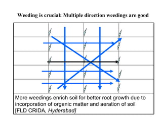 Weeding is crucial: Multiple direction weedings are good  More weedings enrich soil for better root growth due to incorpor...