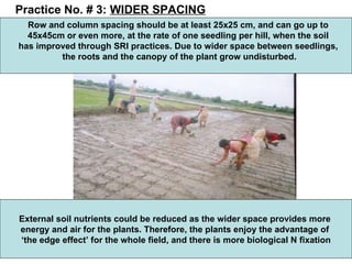 Practice No. # 3:  WIDER SPACING Row and column spacing should be at least 25x25 cm, and can go up to  45x45cm or even mor...