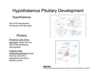 Hypothalamus Pituitary Development
   Hypothalamus

Part of Prosencephalon
Continuous with alar plate




        Pituitary
Posterior Lobe (Pars
nervosa) Arises from the
floor of the developing
diencephalon.
Anterior Lobe
(Adenohypophysis) Arises
from the roof of the
developing oral cavity =
Rathke’s pouch


                             Haines, Fundamental Neuroscience for Basic and Clinical Applications, Elsevier
 