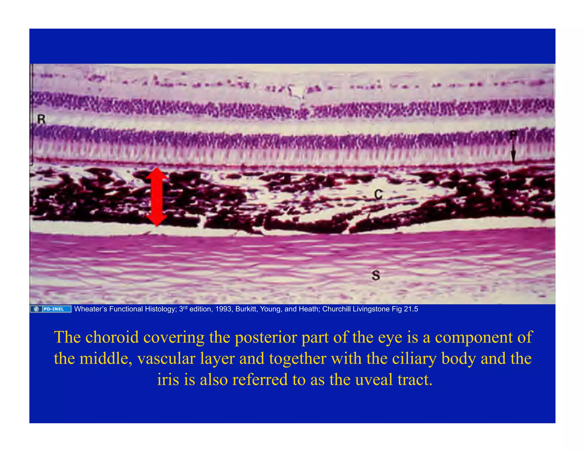 03-18-09-c-Eye-Histology-23-