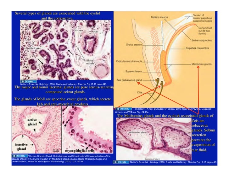 03.18.09(c) Eye Histology