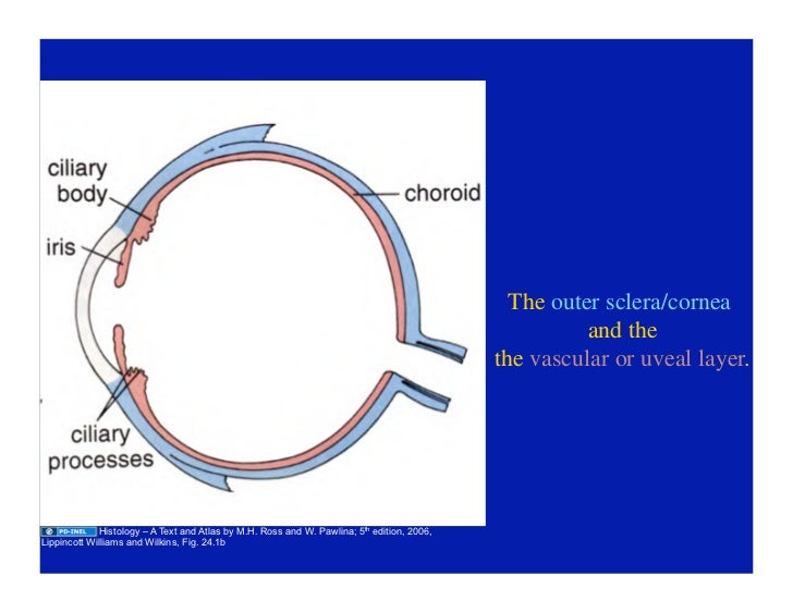03.18.09(c) Eye Histology