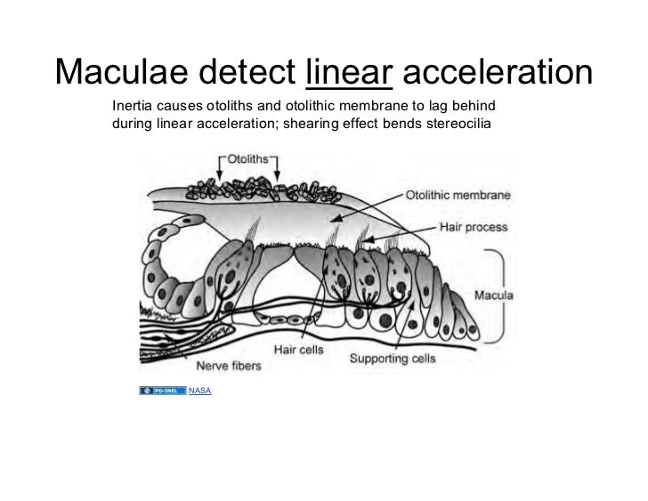 03.18.09(d) Ear Histology