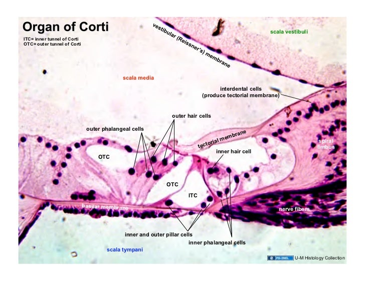 03.18.09(d): Ear Histology diagram of organ of corti 