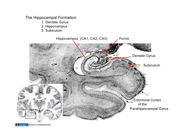 03.19.09: Limbic System