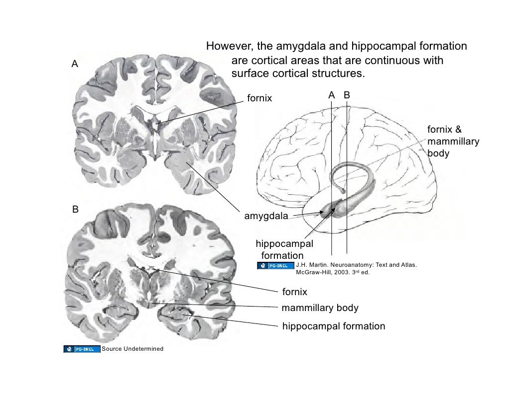 03.19.09: Limbic System