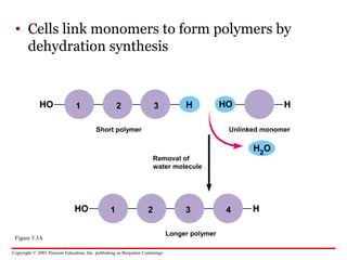 Copyright © 2003 Pearson Education, Inc. publishing as Benjamin Cummings
• Cells link monomers to form polymers by
dehydra...