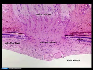 03.20.09: Retina and Visual System | PDF