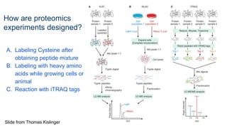 How are proteomics
experiments designed?
A. Labeling Cysteine after
obtaining peptide mixture
B. Labeling with heavy amino
acids while growing cells or
animal
C. Reaction with iTRAQ tags
Slide from Thomas Kislinger
 