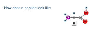 How does a peptide look like
 