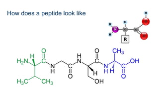 How does a peptide look like
 