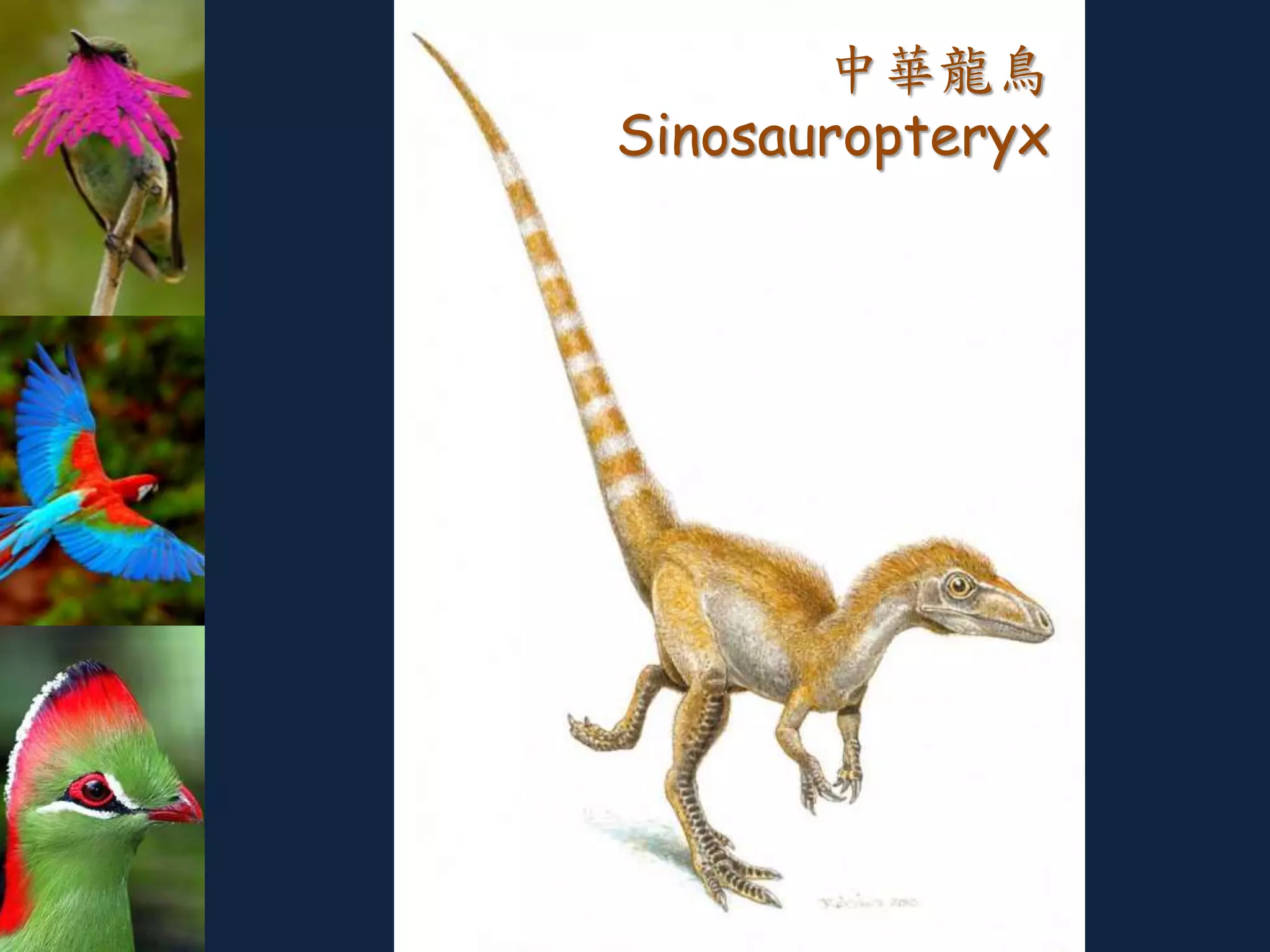中華龍鳥
Sinosauropteryx
 