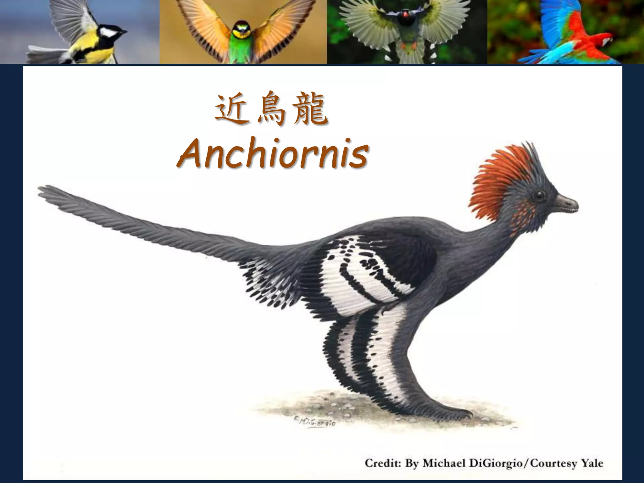 近鳥龍
Anchiornis
 