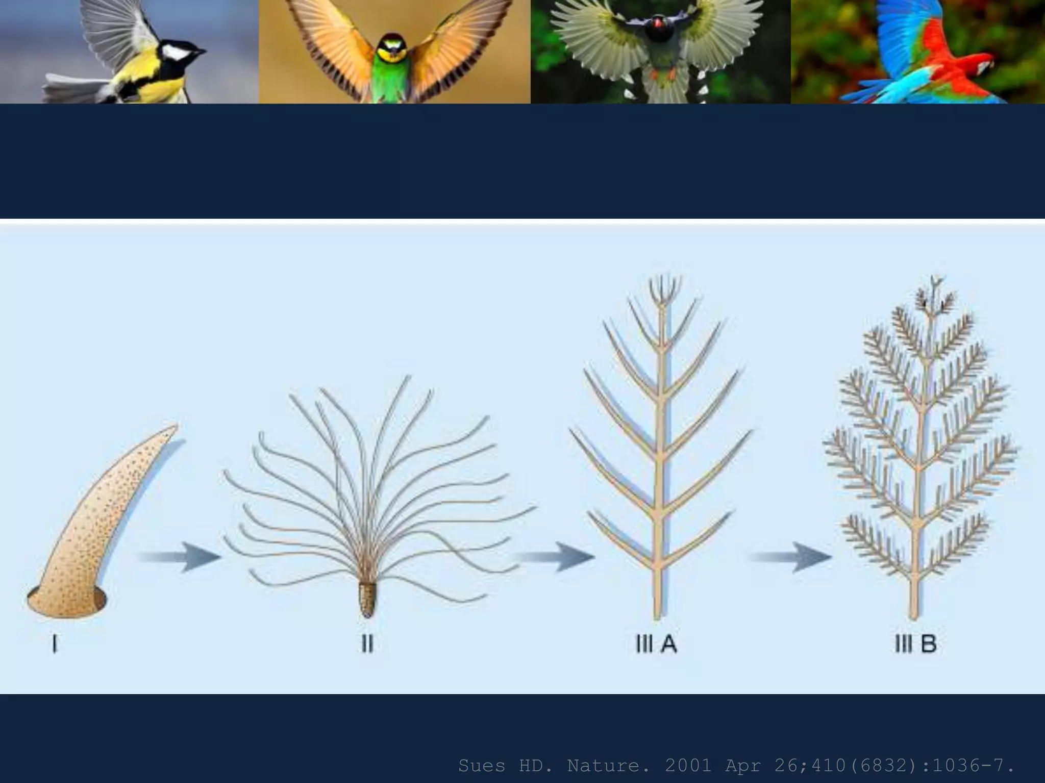 Sues HD. Nature. 2001 Apr 26;410(6832):1036-7.
 