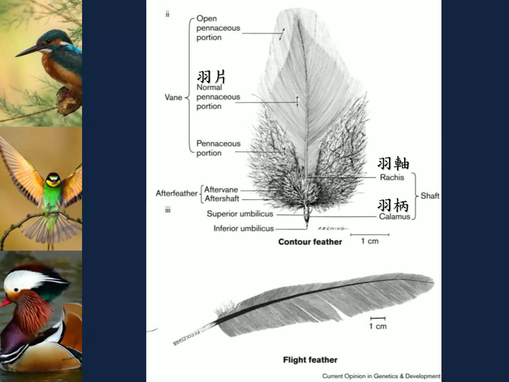 羽軸
羽柄
羽片
 