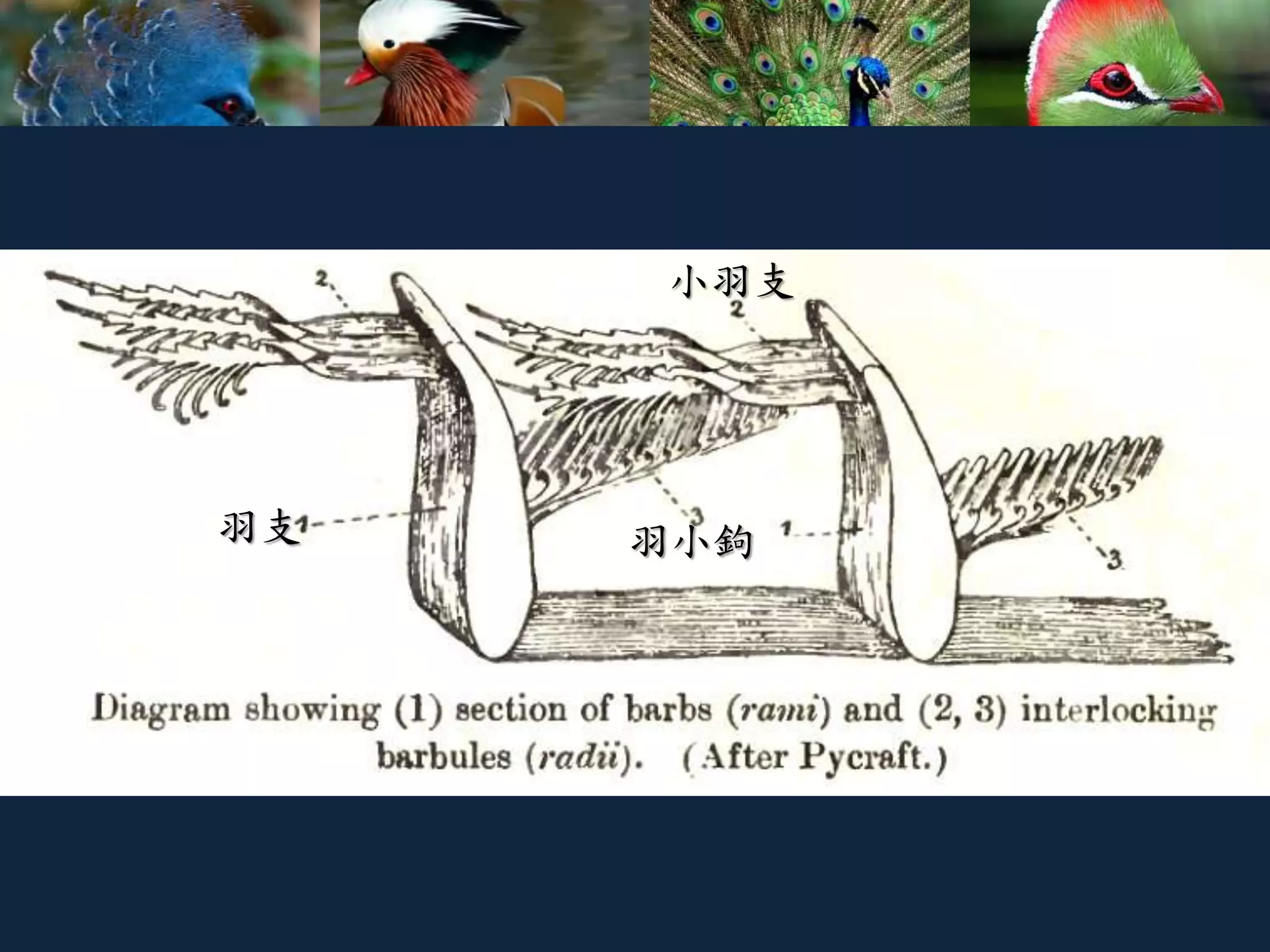 羽支
小羽支
羽小鉤
 