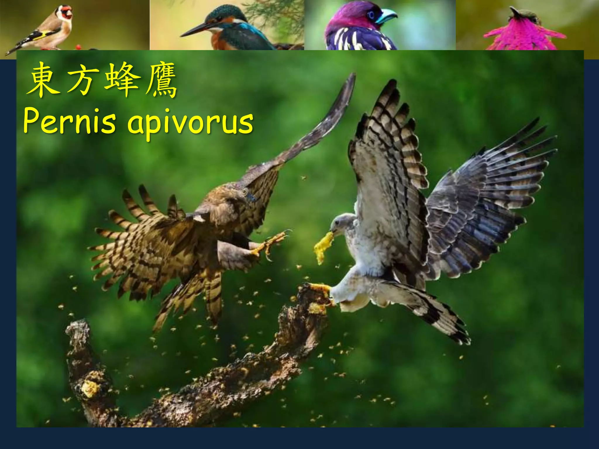 東方蜂鷹
Pernis apivorus
 
