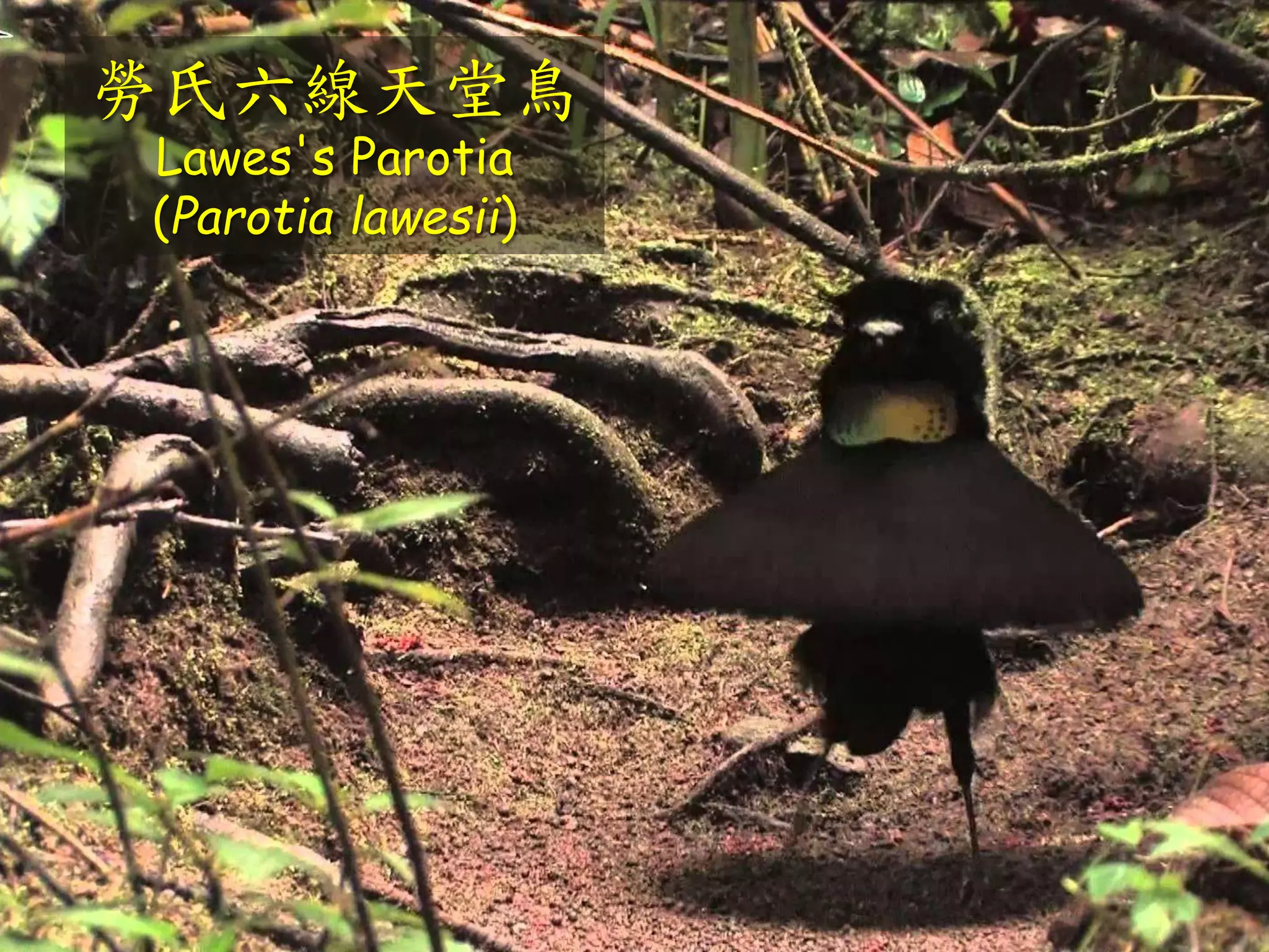 勞氏六線天堂鳥
Lawes's Parotia
(Parotia lawesii)
 