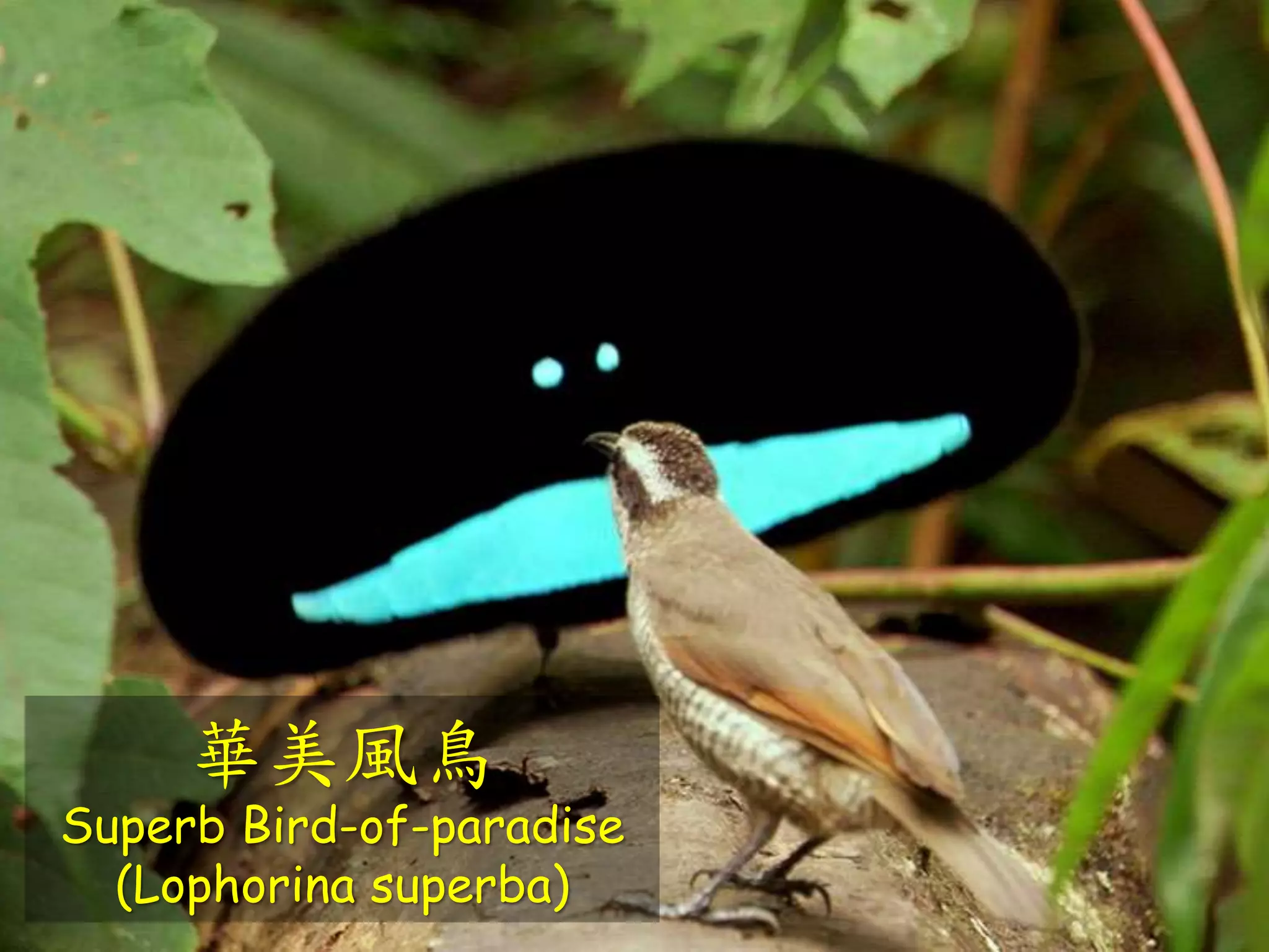 華美風鳥
Superb Bird-of-paradise
(Lophorina superba)
 