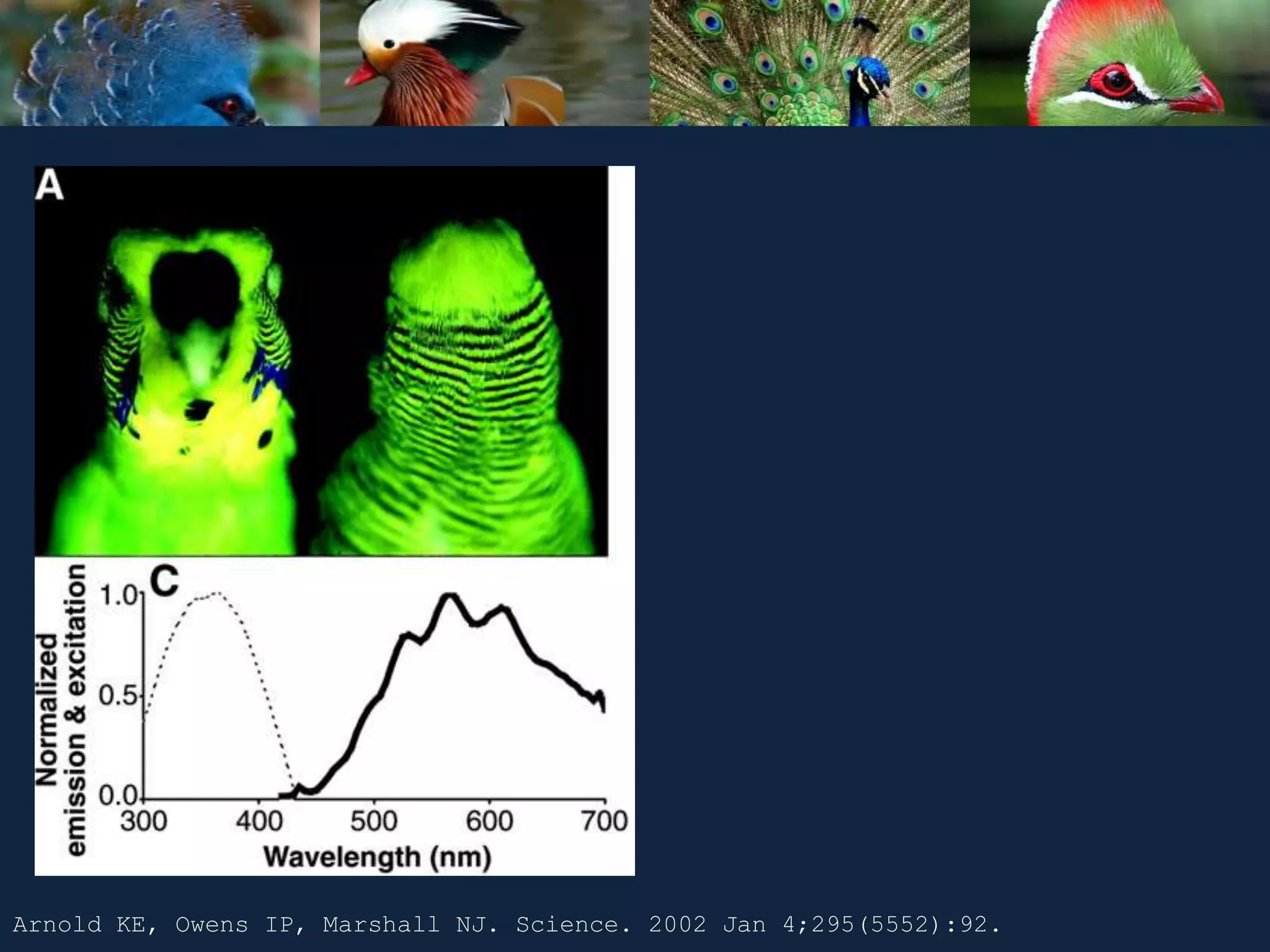 Arnold KE, Owens IP, Marshall NJ. Science. 2002 Jan 4;295(5552):92.
 