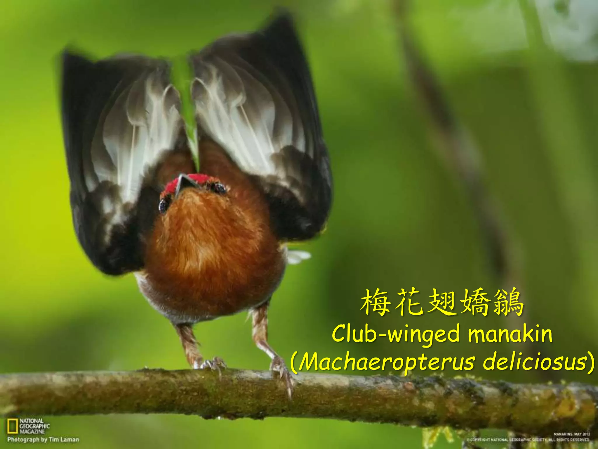 梅花翅嬌鶲
Club-winged manakin
(Machaeropterus deliciosus)
 