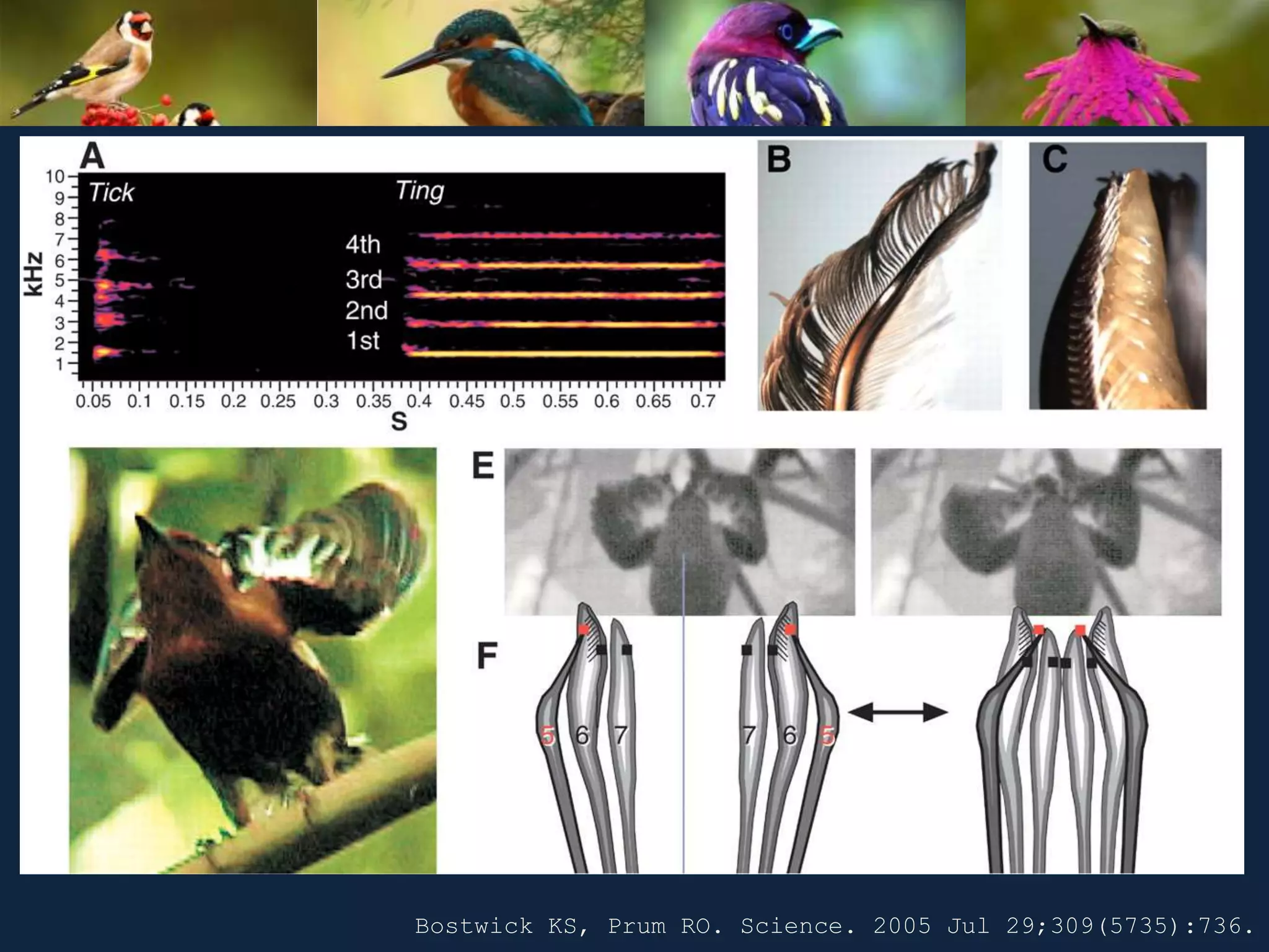Bostwick KS, Prum RO. Science. 2005 Jul 29;309(5735):736.
 