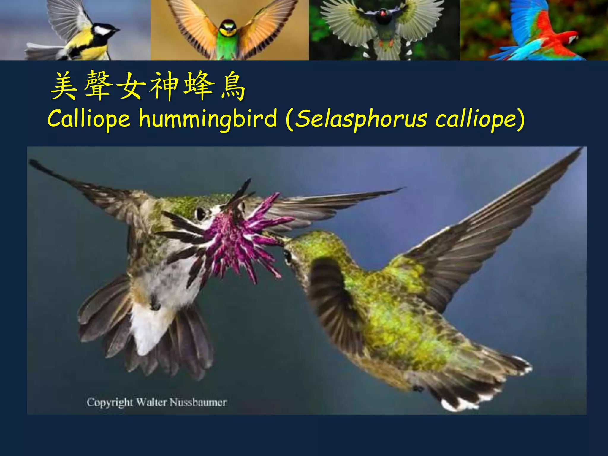 美聲女神蜂鳥
Calliope hummingbird (Selasphorus calliope)
 