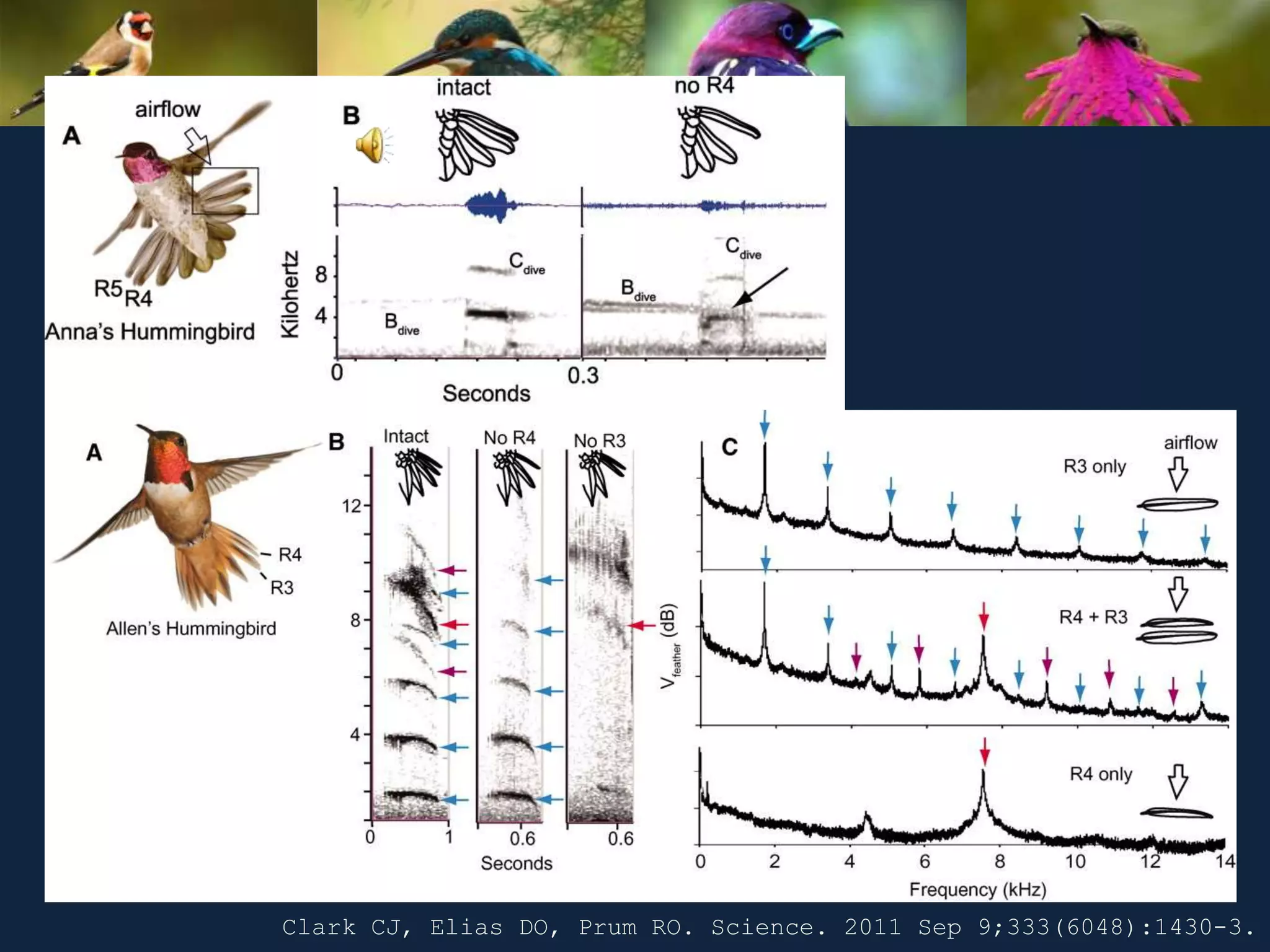 Clark CJ, Elias DO, Prum RO. Science. 2011 Sep 9;333(6048):1430-3.
 