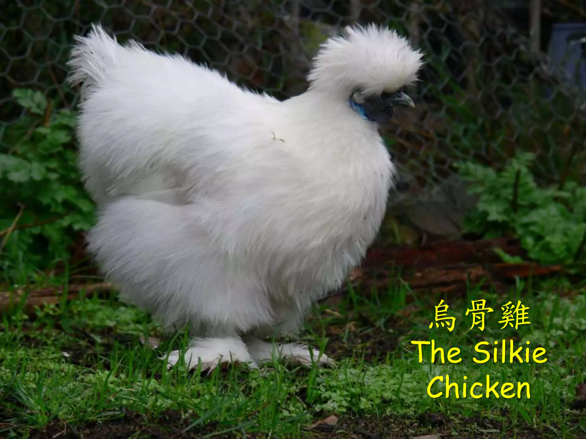烏骨雞
The Silkie
Chicken
 