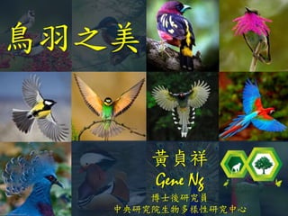 黃貞祥
Gene Ng
博士後研究員
中央研究院生物多樣性研究中心
鳥羽之美
 
