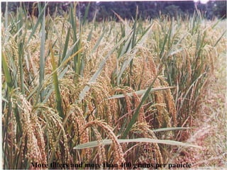 More tillers and more than 400 grains per panicle 