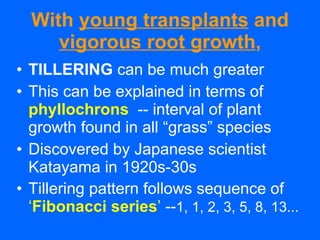 With  young transplants  and  vigorous root growth , <ul><li>TILLERING  can be much greater </li></ul><ul><li>This can be ...